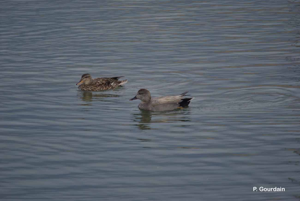 Canard chipeau © P. Gourdain