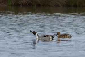 Canard pilet © Julien Bonnaud