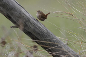 Troglodyte mignon © M. Bartoli
