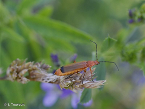 <i>Rhagonycha fulva</i> (Scopoli, 1763) © J. Touroult