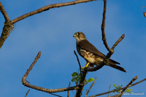 Faucon émerillon © Julien Bonnaud