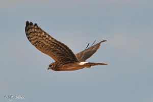 Busard Saint-Martin © J.P. Siblet