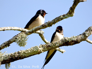 Hirondelles rustiques © L. Da Silva