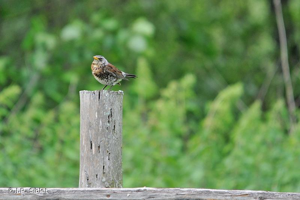 Grive litorne © Jean-Philippe SIBLET