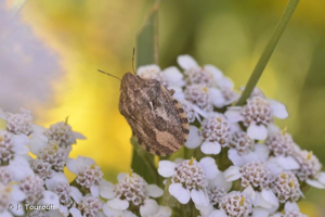 <i>Eurygaster maura</i> (Linnaeus, 1758) © J. Touroult