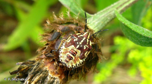<i>Carpocoris purpureipennis</i> (De Geer, 1773) © F. Michalke