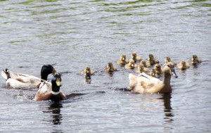 Canard colvert © Clemence Alus