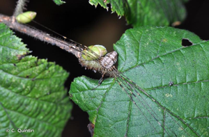 Dicranopalpus ramosus © Christophe Quintin