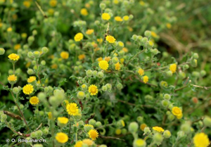 Herbe de Saint-Roch © Océane ROQUINARC'H