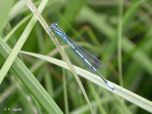 Agrion jouvencelle © Frédéric Jiguet