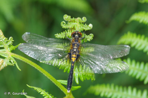 <i>Leucorrhinia caudalis</i> (Charpentier, 1840) © P. Gourdain