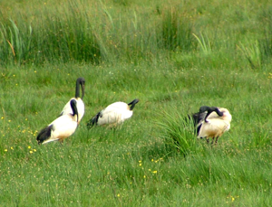 Ibis sacré © Laurent Bélier