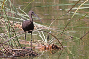 Ibis falcinelle © Sébastien SIBLET
