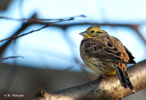 Bruant jaune © Rémy Poncet