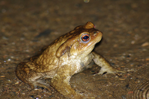 Crapaud épineux © Olivier DELZONS