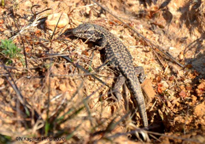 Lézard_des_murailles © N.Kaplita