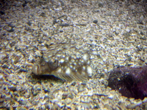 <i>Platichthys flesus</i> (Linnaeus, 1758) © B. Guichard