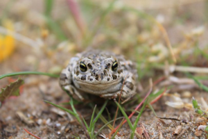 Crapaud calamite © O. Massard