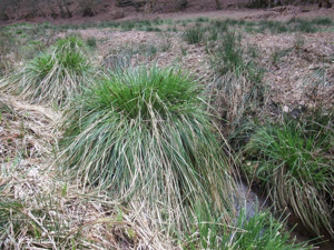 <i>Carex paniculata</i> L., 1755 © 