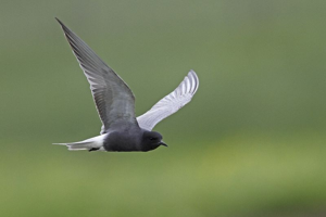 Guifette noire &copy; JP Saliou