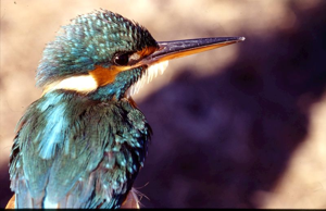 Martin-pêcheur d'Europe © P Bonnet, PnrB