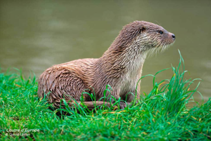 loutre (Lutra lutra) © D.Lédan
