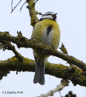 Mésange bleue © Ludovic Dasilva