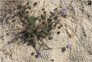 <i>Jasione maritima</i> (Duby) Dufour ex Merino, 1906 © 