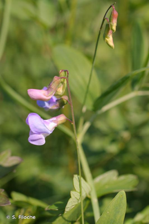 <i>Lathyrus palustris</i> L., 1753 &copy; S. Filoche