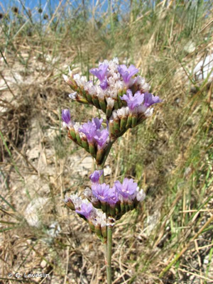 <i>Limonium vulgare</i> Mill., 1768 © G. Leveslin