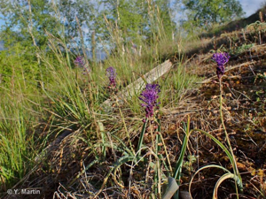 <i>Muscari comosum</i> (L.) Mill., 1768 &copy; 