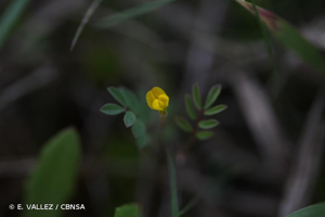 <i>Ornithopus pinnatus</i> (Mill.) Druce, 1907 &copy; E. VALLEZ / CBNSA