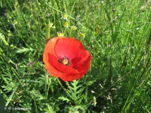 <i>Papaver rhoeas</i> L., 1753 © C. Lenormand