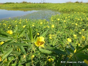ludwigia grandiflora © JP-Damien-PnrBrière