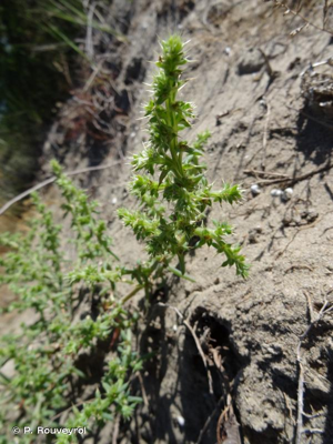 <i>Salsola kali</i> L., 1753 © P. Rouveyrol
