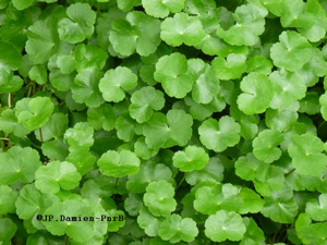 Hydrocotyle ranuncoloides © JP-Damien-PnrBrière