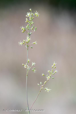 <i>Silene otites</i> (L.) Wibel, 1799 © E. SANSAULT - ANEPE Caudalis