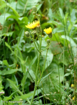 <i>Sonchus arvensis</i> L., 1753 &copy; O. Roquinarc'h