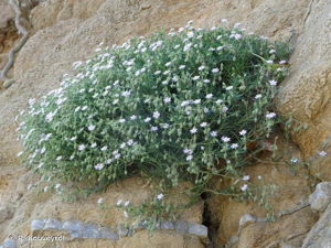 <i>Spergularia rupicola</i> Lebel ex Le Jol., 1860 © P. Rouveyrol