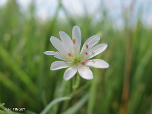 <i>Stellaria palustris</i> Ehrh. ex Hoffm., 1791 &copy; H. TINGUY