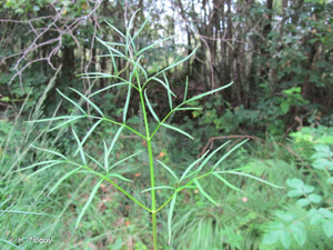 <i>Thysselinum lancifolium</i> (Hoffmanns. & Link ex Lange) Calest., 1905 &copy; H. Tinguy