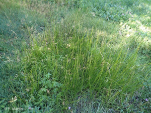 <i>Triglochin palustris</i> L., 1753 &copy; 