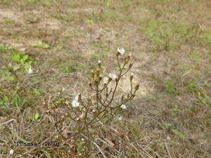 Aster écailleux © JP-Damien-PnrBrière