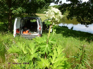 Berce du Caucase &copy; JP-Damien-PnrBrière