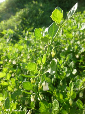 Muguet des Pamps © S.Bucas-pnrBrière