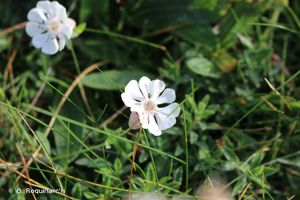 <i>Silene vulgaris </i>subsp.<i> maritima</i> (With.) Á.Löve & D.Löve, 1961 &copy; O. Roquinarc'h
