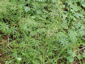 <i>Agrostis stolonifera </i>L., 1753 var.<i> stolonifera</i> © 