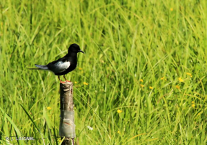 <i>Chlidonias leucopterus</i> (Temminck, 1815) &copy; J. LAIGNEL