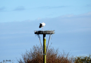 Cigogne blanche © PnrB