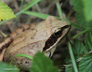 grenouille agile © O Massard